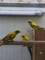 Berparkieten, Dieren en Toebehoren