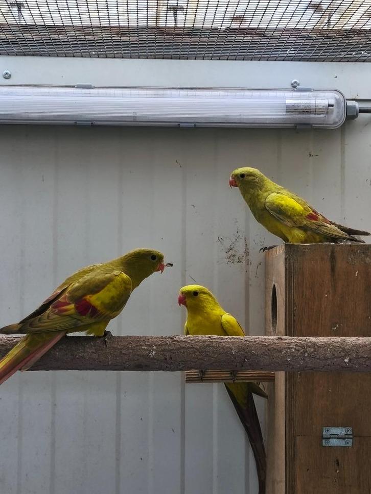 Berparkieten, Animaux & Accessoires, Oiseaux | Perruches & Perroquets