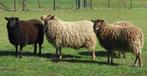opzoek naar shetland schapen, Meerdere dieren, Schaap