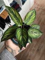 Calathea Ornata, Huis en Inrichting, Ophalen