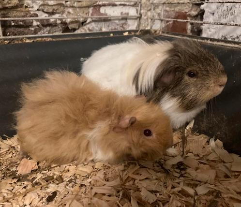 Kleine langharige cavia’s verwacht in mei 2025, Dieren en Toebehoren, Knaagdieren, Cavia