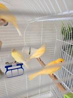 Canaris Malinois, Dieren en Toebehoren, Vogels | Kanaries