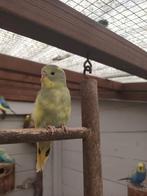 Grasparkiet, Dieren en Toebehoren, Vogels | Kanaries