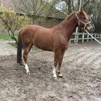 Jonge ruin, Cheval de dressage, Hongre, 165 à 170 cm, Avec pedigree