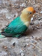 fischeries, Dieren en Toebehoren, Vogels | Parkieten en Papegaaien, Geslacht onbekend, Dwergpapegaai of Agapornis