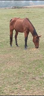 Bomproef paard, Dieren en Toebehoren, Paarden, Merrie