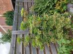 Plant naam pirus janponija, Ophalen, Zo goed als nieuw