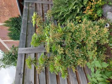 Plant naam pirus janponija beschikbaar voor biedingen