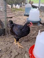 Barnevelder haantje, Dieren en Toebehoren
