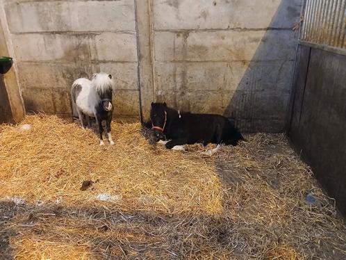 Nmprs paardjes tekoop, Dieren en Toebehoren, Pony's