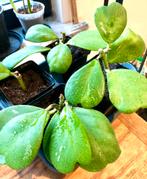 Jonge Hoya Kerrii te koop., Huis en Inrichting, Kamerplanten, Ophalen