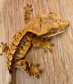 Wimpergekko’s *2024*2025*, Dieren en Toebehoren