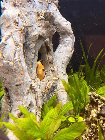 Tropische aquariumvissen te koop beschikbaar voor biedingen