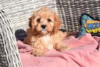 Chiots Cavapoo, 15 semaines à 1 an, Hépatite contagieuse (maladie de Rubarth), Éleveur | Professionnel, Taille moyenne