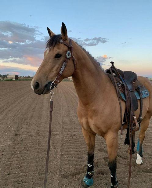 Op zoek paard, Animaux & Accessoires, Chevaux, Débourré