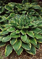 Hosta Fortunei Aureomarginata, Ophalen, Vaste plant