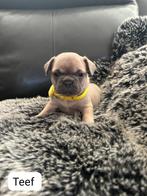 Franse buldog pups, Dieren en Toebehoren, België, Fokker | Hobbymatig, 8 tot 15 weken, Bulldog