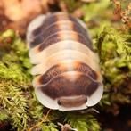 Veel soorten isopods te koop, Overige soorten