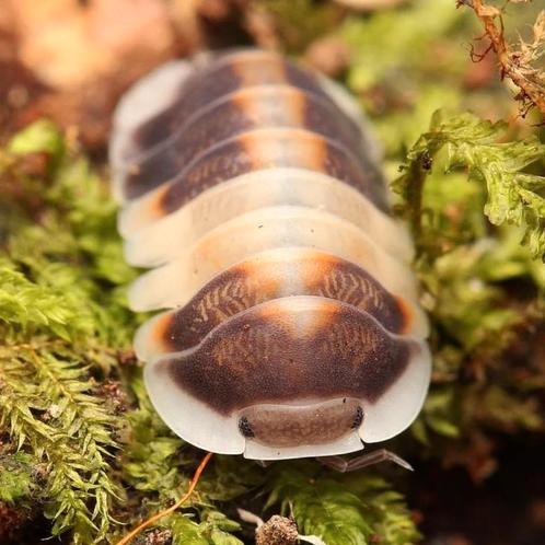 Veel soorten isopods te koop, Dieren en Toebehoren, Insecten en Spinnen, Overige soorten