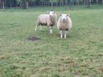 Schapen ram / bok te koop, Mannelijk, Schaap, 0 tot 2 jaar