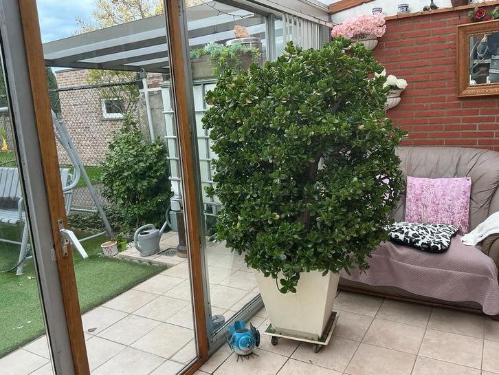 Plante succulente ou arbre de jade ou Crassula-Ovata, Jardin & Terrasse, Palissades, Comme neuf, Enlèvement ou Envoi