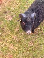 Quessant ooi met lammetje, Plusieurs animaux, Mouton, 0 à 2 ans