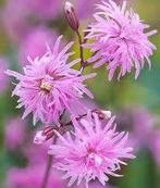 Lychnis Flos -Cuculi, Jardin & Terrasse, Plantes | Jardin, Enlèvement, Mi-ombre
