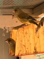 Schotse Groenvinken 2024-2025, Plusieurs animaux, Oiseau chanteur sauvage, Bagué