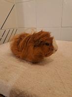 Langharige cavia, jong beertje, Dieren en Toebehoren, Cavia, Mannelijk, Mei, Tam