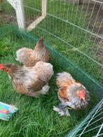 Cochin kriel trio, Dieren en Toebehoren, Pluimvee, Meerdere dieren, Kip