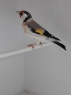 Distelvinken, Geringd