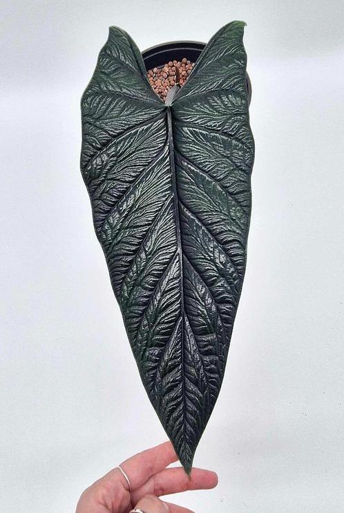 Alocasia Scalprum, Huis en Inrichting, Kamerplanten, Ophalen of Verzenden