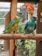 Parkieten, Dieren en Toebehoren, Vogels | Parkieten en Papegaaien
