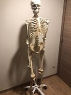 Anatomisch skelet met rollerstand, Ophalen, Nieuw, Hoger Onderwijs