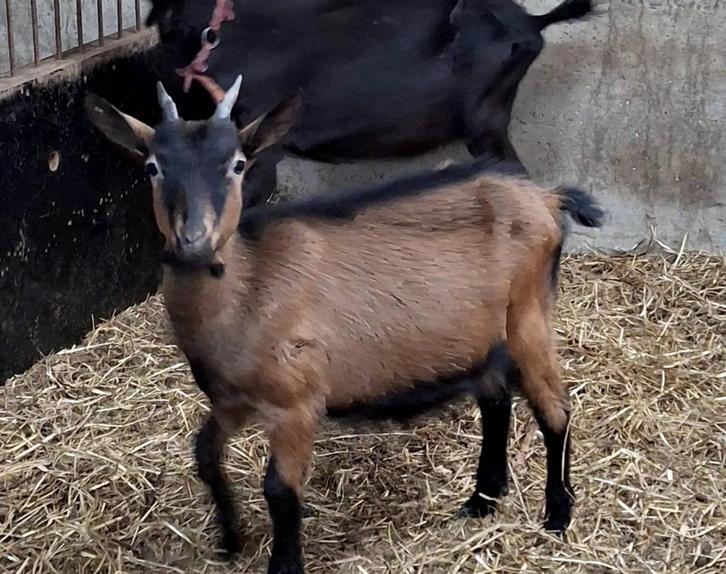 Miekes, Dieren en Toebehoren, Schapen, Geiten en Varkens, Geit, Vrouwelijk, 0 tot 2 jaar