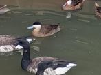 Eenden, Dieren en Toebehoren, Meerdere dieren, Eend