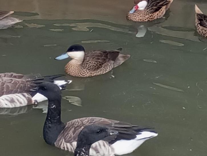 Eenden, Dieren en Toebehoren, Pluimvee, Eend, Meerdere dieren