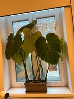 Philodendron Gloriosum XXL, Huis en Inrichting, Kamerplanten, Ophalen