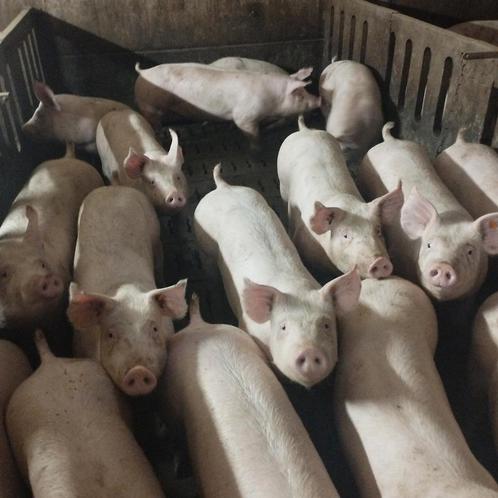 Loonkweekstallen gevraagd, Zakelijke goederen, Landbouw | Veevoer, Ophalen