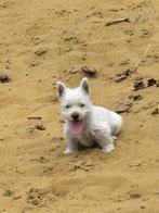 Westhighland white terriër pups/cesar/westy/pups/wit/westie, België, Fokker | Hobbymatig, Overige rassen, CDV (hondenziekte)