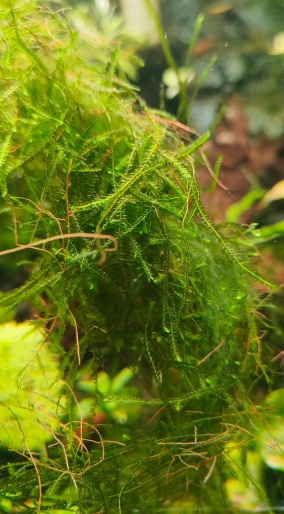 Vesicularia montagnei – Christmas mos - Kerstmos, Dieren en Toebehoren, Vissen | Aquaria en Toebehoren, Ophalen