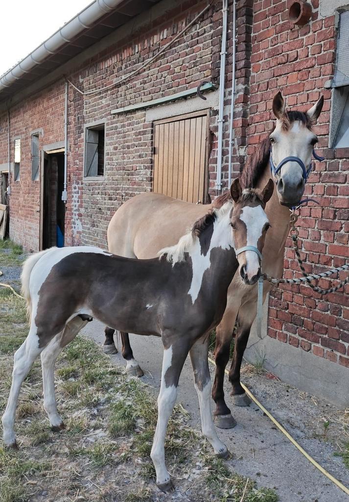 Te koop: 3 veelbelovende veulens!, Dieren en Toebehoren, Paarden, Hengst