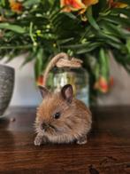 Baby konijntjes, Dieren en Toebehoren, Konijnen