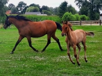 Quarter ( aqha) * Paint (apha) veulen, Moins de 160 cm, Cheval western, 0 à 2 ans, Vermifugé