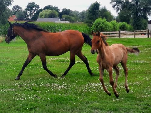 Quarter ( aqha) * Paint (apha) veulen, Dieren en Toebehoren, Paarden, Hengst, Niet van toepassing, Minder dan 160 cm, 0 tot 2 jaar
