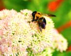 Sedum 'Herbstfreude' BIJENPLANT, Tuin en Terras, Planten | Tuinplanten, Zomer, Vaste plant, Overige soorten, Ophalen