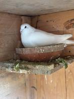 Reisduif jonge te reserveren