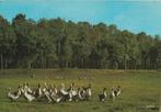 GANZENGROEP  in  LA  COTE  D'ARGENT, Verzamelen, Postkaarten | Dieren, Verzenden, 1980 tot heden, Gelopen, Vogel