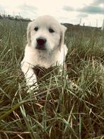 Lieve Golden Retriever Pups, Plusieurs, Belgique, 8 à 15 semaines, Éleveur | Loisir