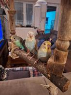 Handtamme grasparkieten, Dieren en Toebehoren, Geringd